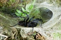 SPIDER (Black)